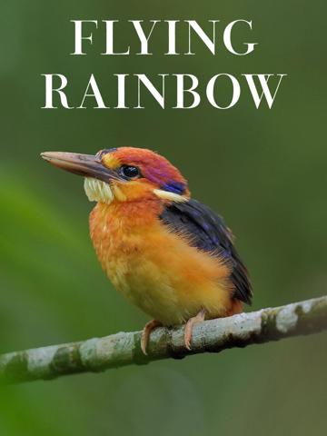 Flying Rainbow (2016) poster